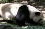 Sandiego Zoo Panda